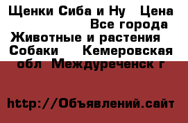 Щенки Сиба и Ну › Цена ­ 35000-85000 - Все города Животные и растения » Собаки   . Кемеровская обл.,Междуреченск г.